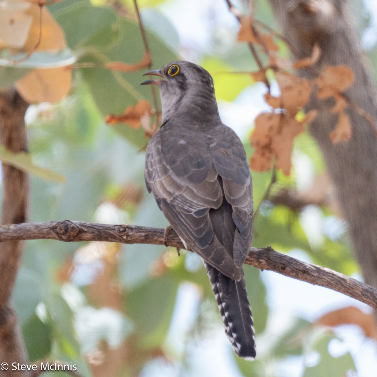 Pallid Cuckoo - ML641804233