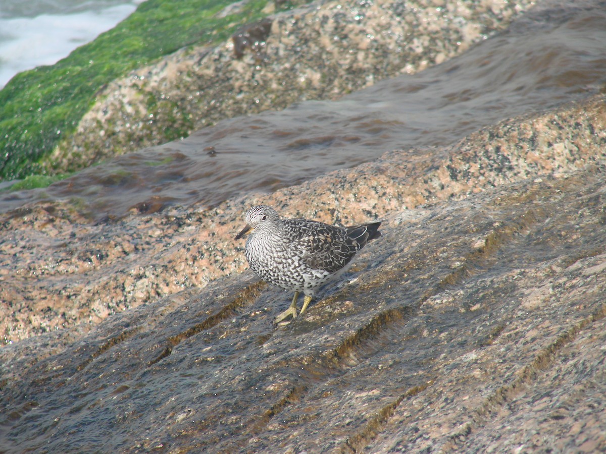 Surfbird - ML641804238