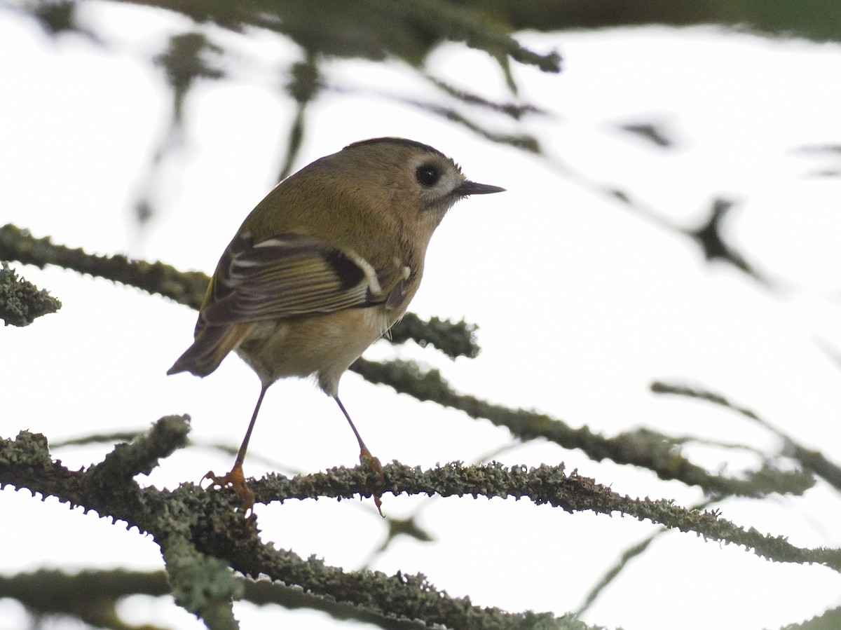 Wintergoldhähnchen - ML641804244