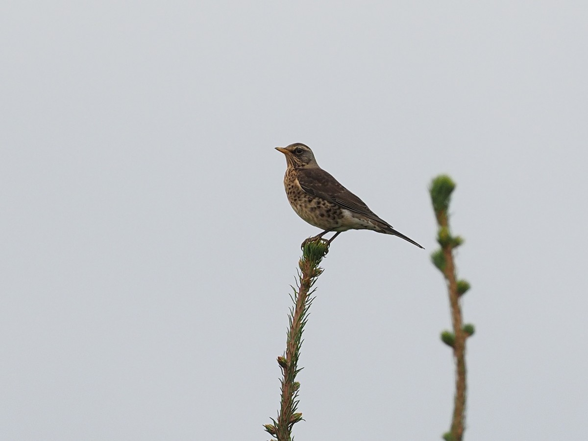 Fieldfare - ML641804248