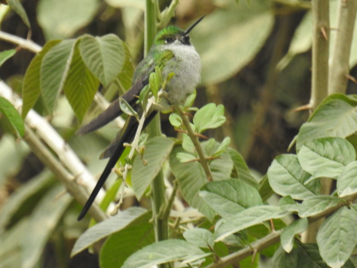 Gray-bellied Comet - ML641804251