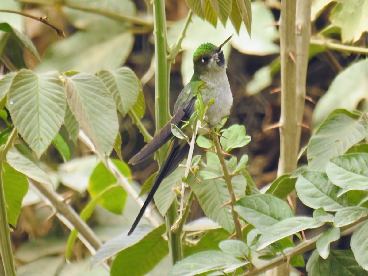 Gray-bellied Comet - ML641804271
