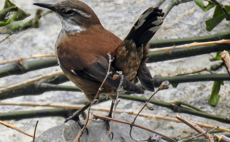 White-winged Cinclodes - ML641804279