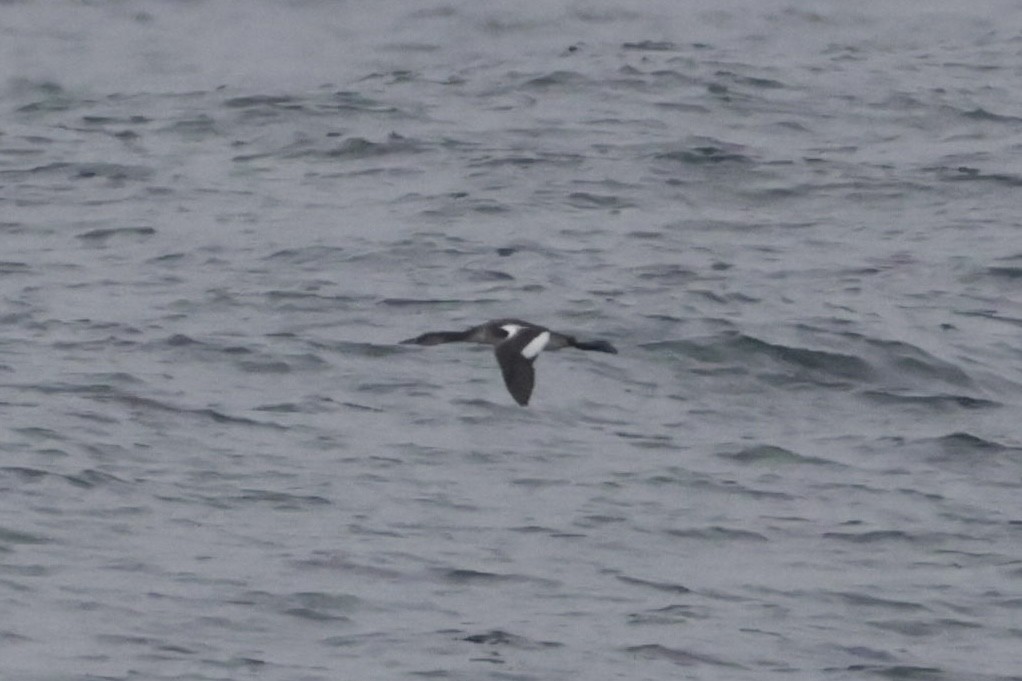 Red-necked Grebe - ML641804303