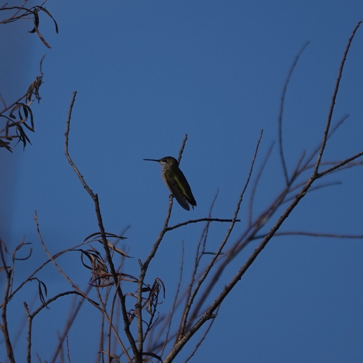 Calliope Hummingbird - ML641804322