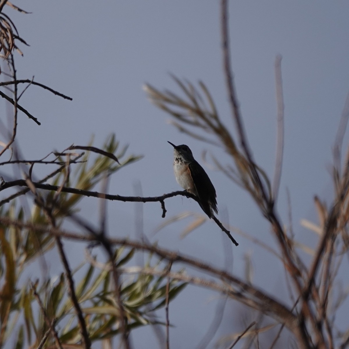 Calliope Hummingbird - ML641804323