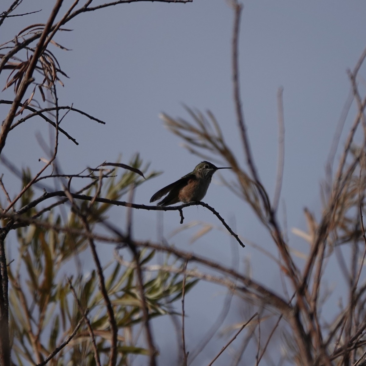 Calliope Hummingbird - ML641804324