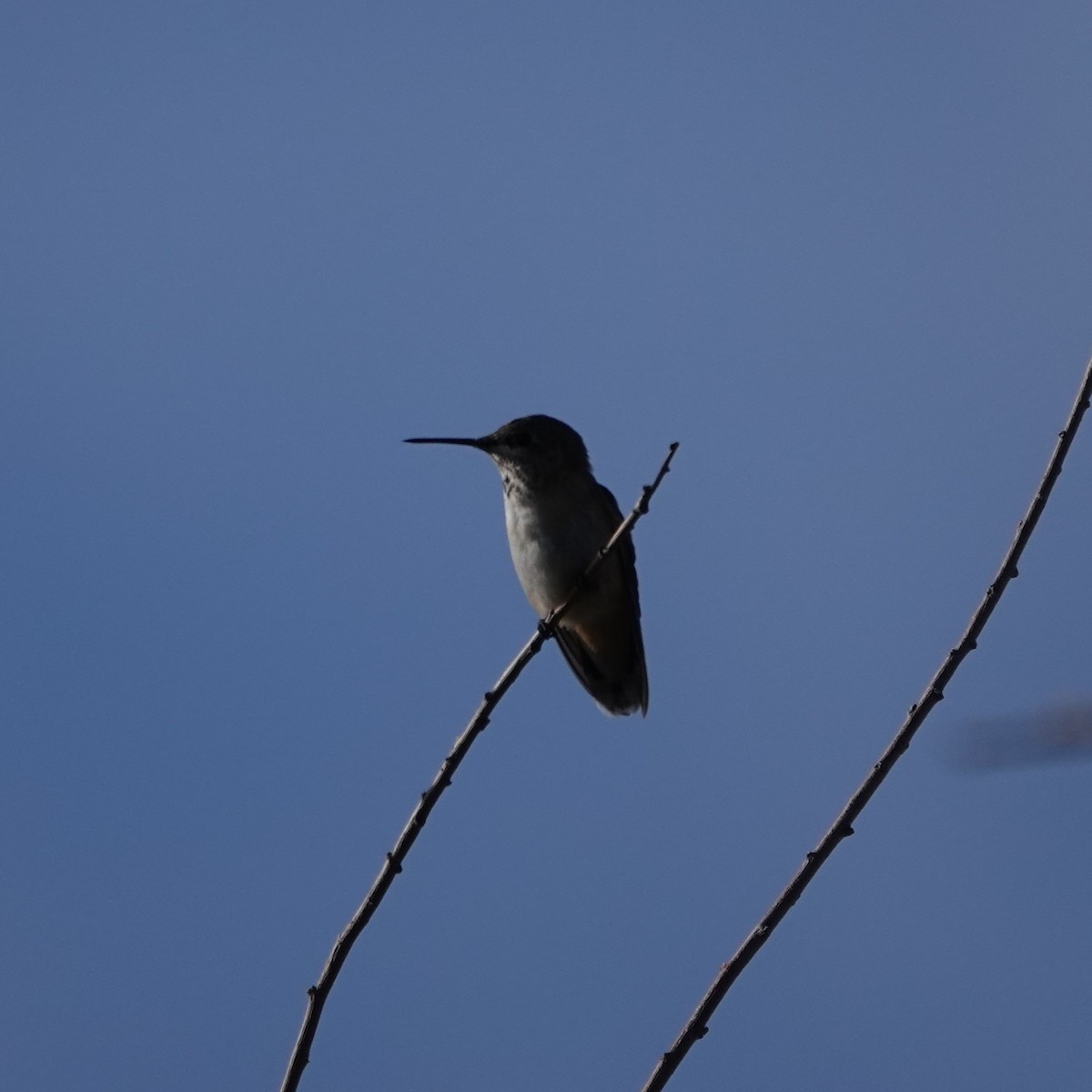 Calliope Hummingbird - ML641804325