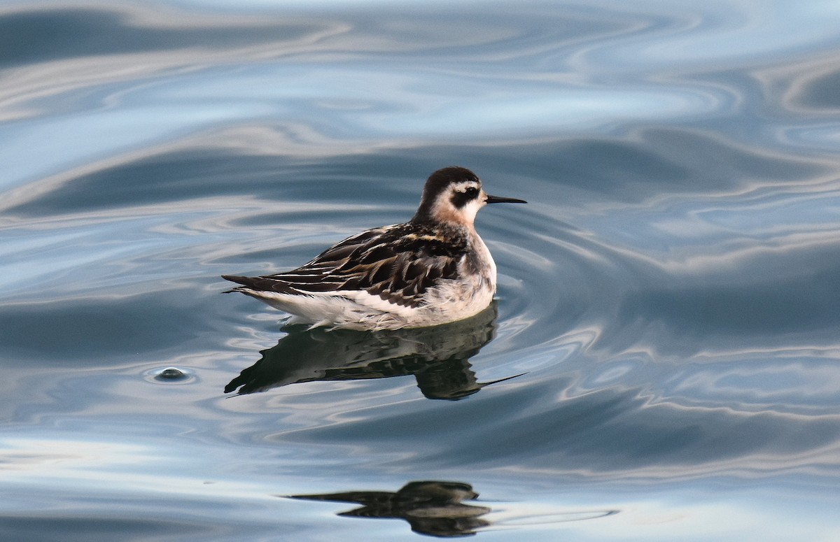 svømmesnipe - ML641804327