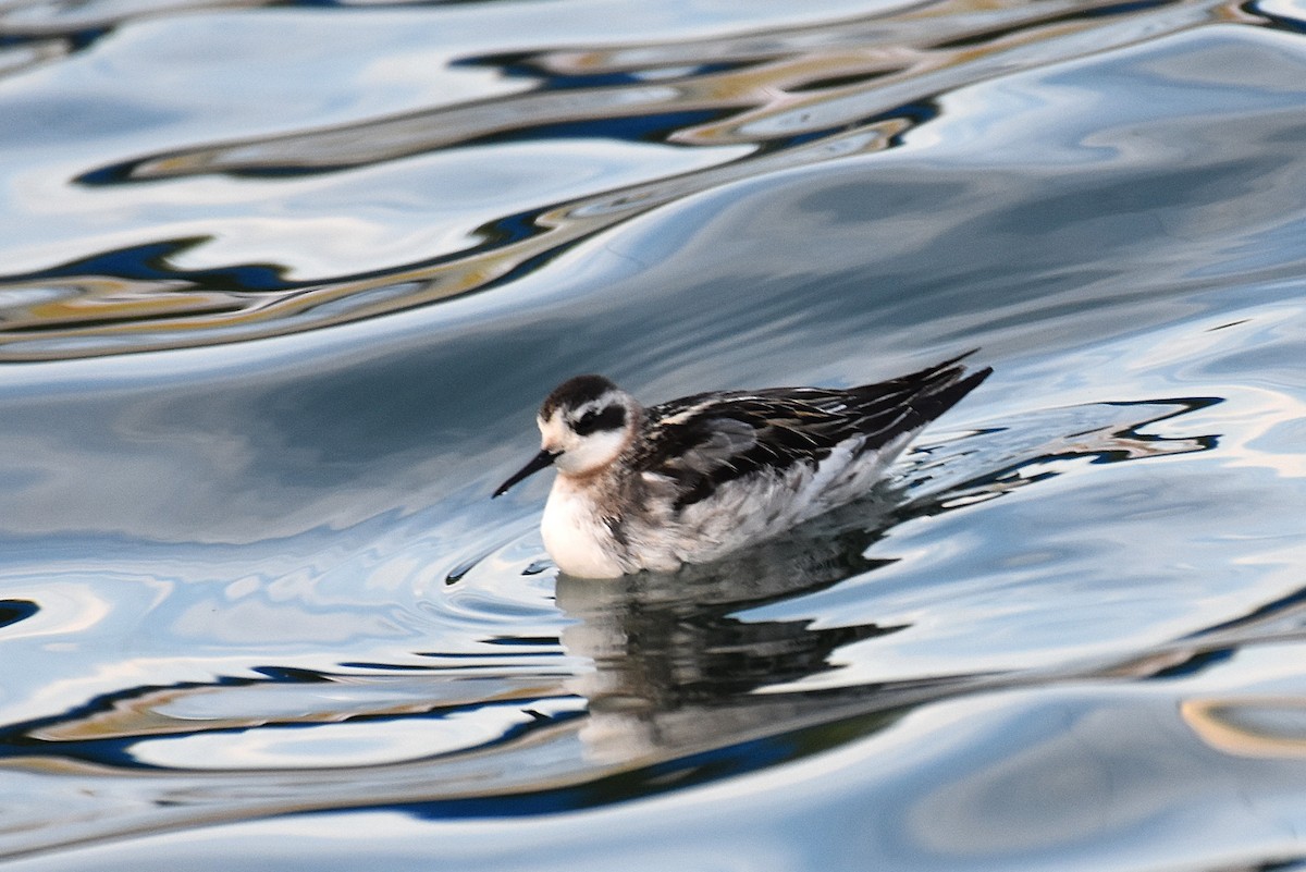 svømmesnipe - ML641804328