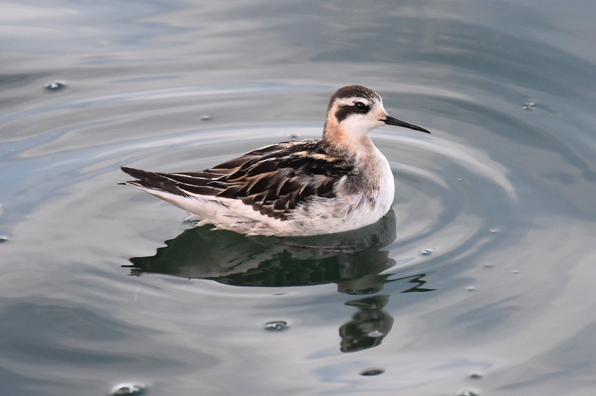 svømmesnipe - ML641804329