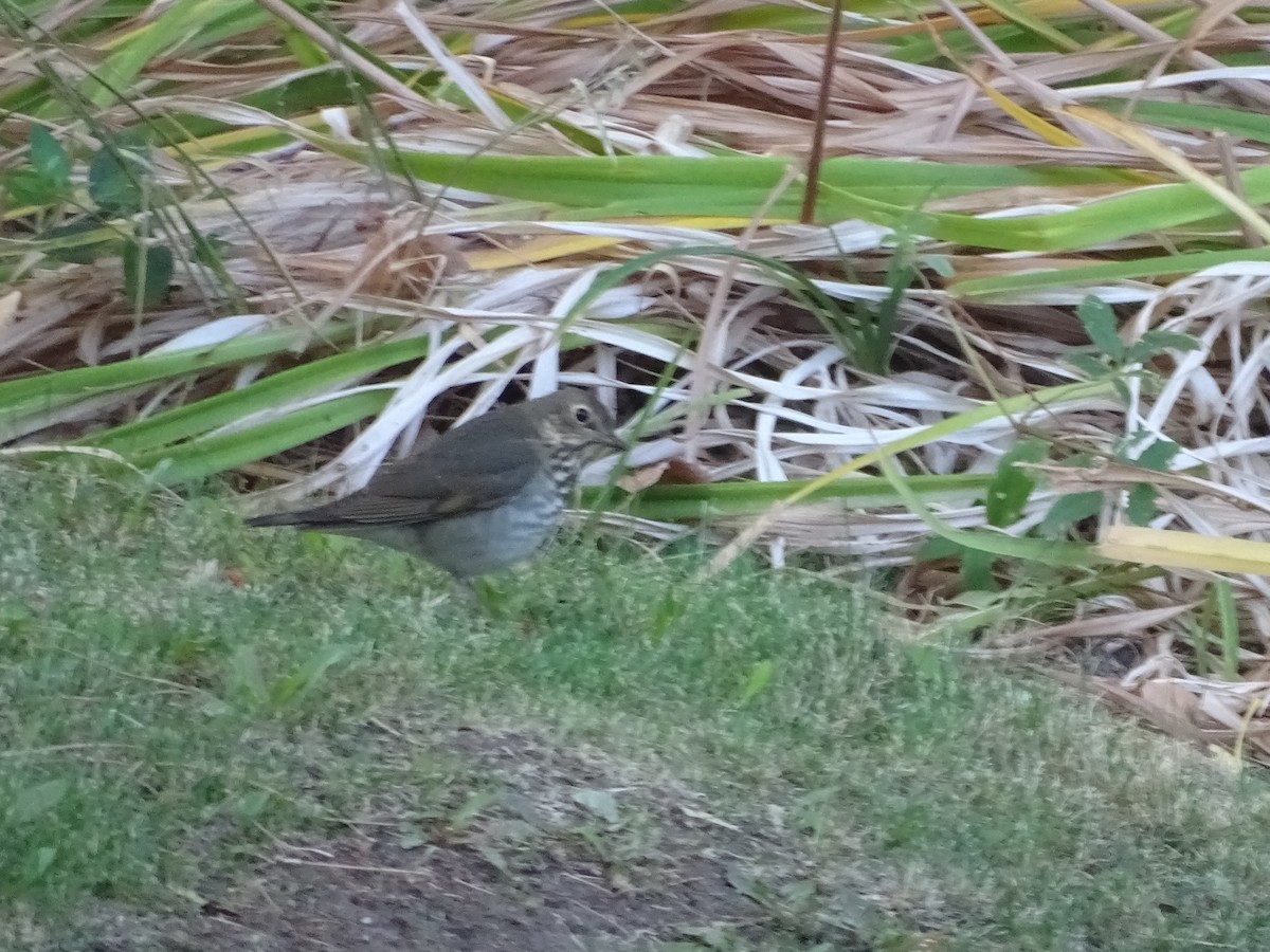 Hermit Thrush - ML641804333