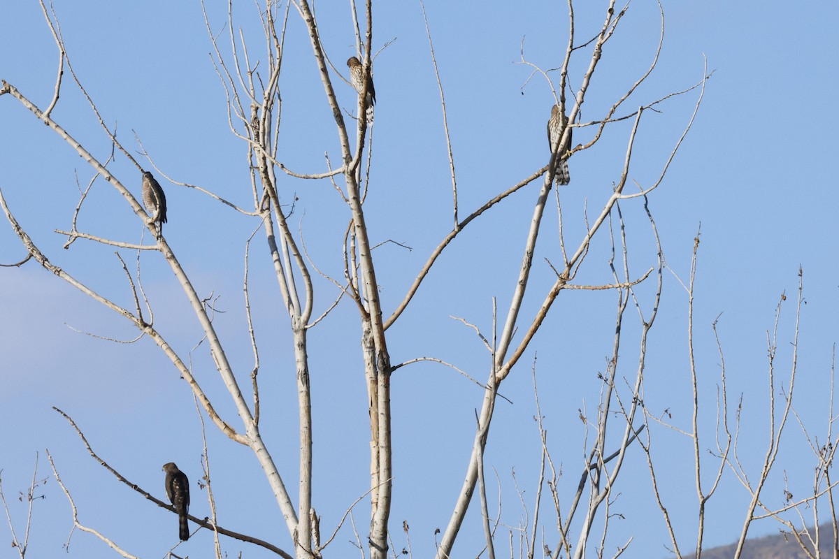 Cooper's Hawk - ML641804354