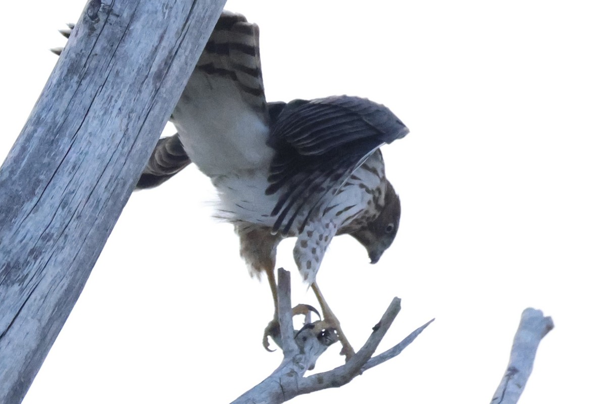 Cooper's Hawk - ML641804355