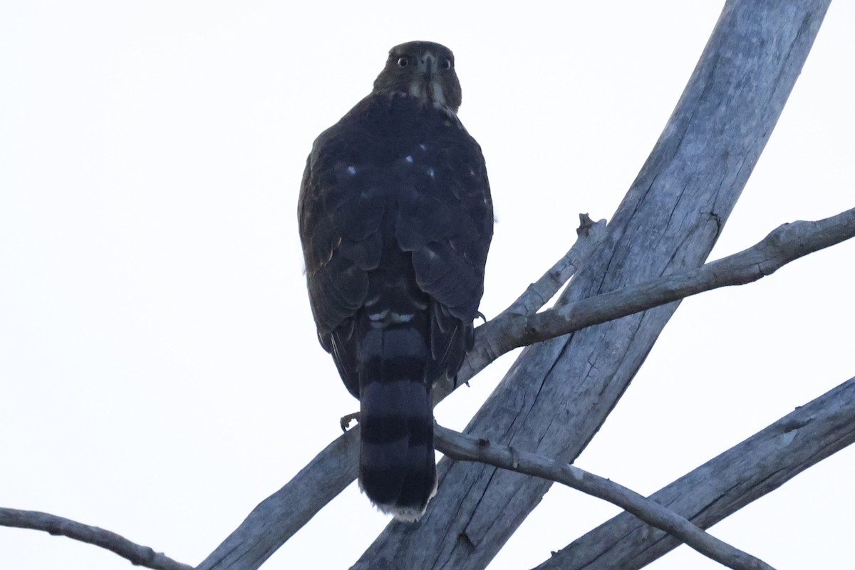 Cooper's Hawk - ML641804356