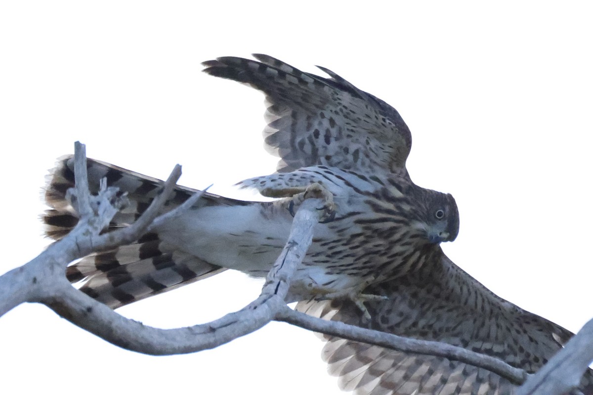 Cooper's Hawk - ML641804357