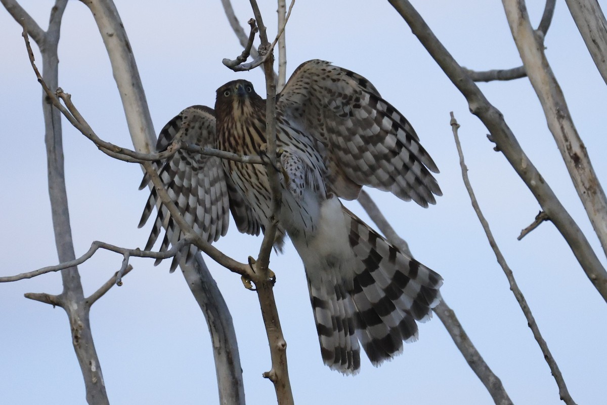 Cooper's Hawk - ML641804358