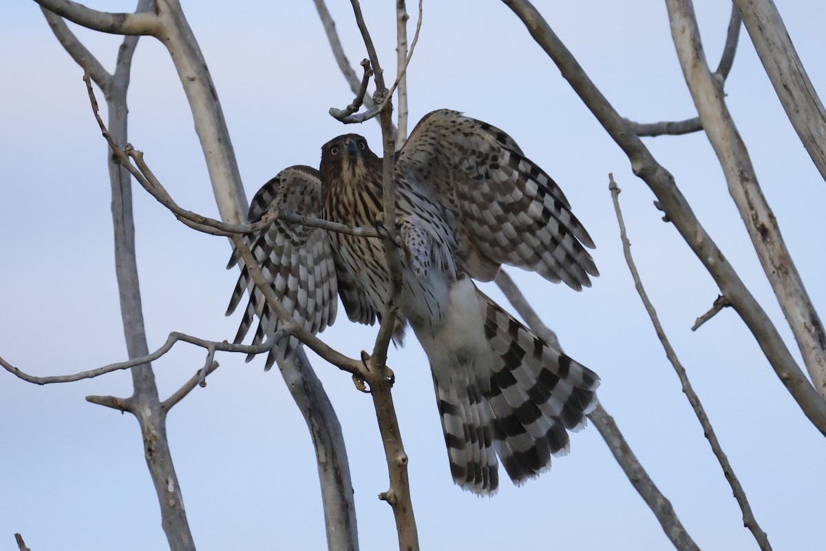 Cooper's Hawk - ML641804359