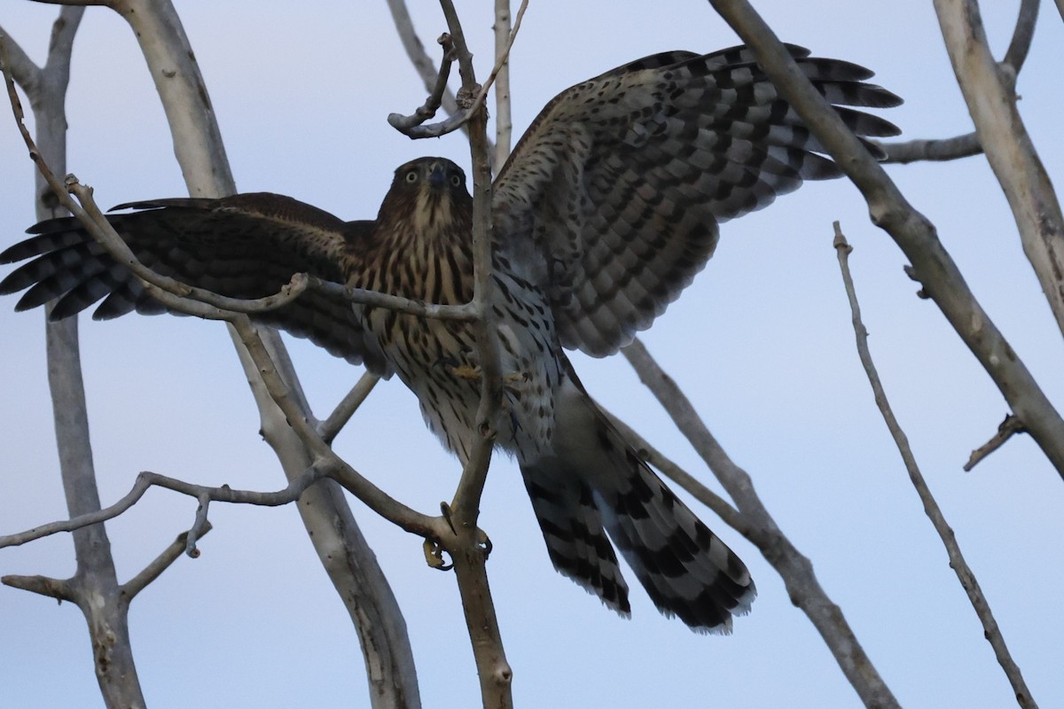 Cooper's Hawk - ML641804360