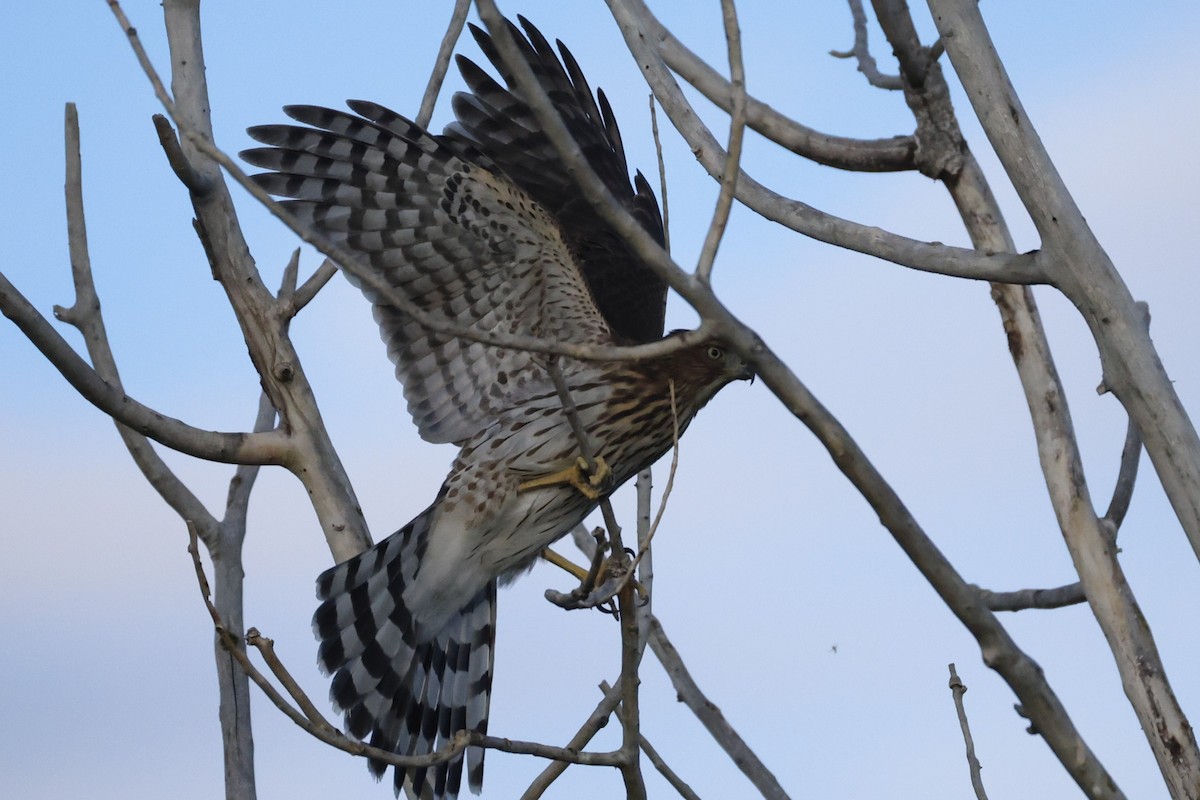 Cooper's Hawk - ML641804361