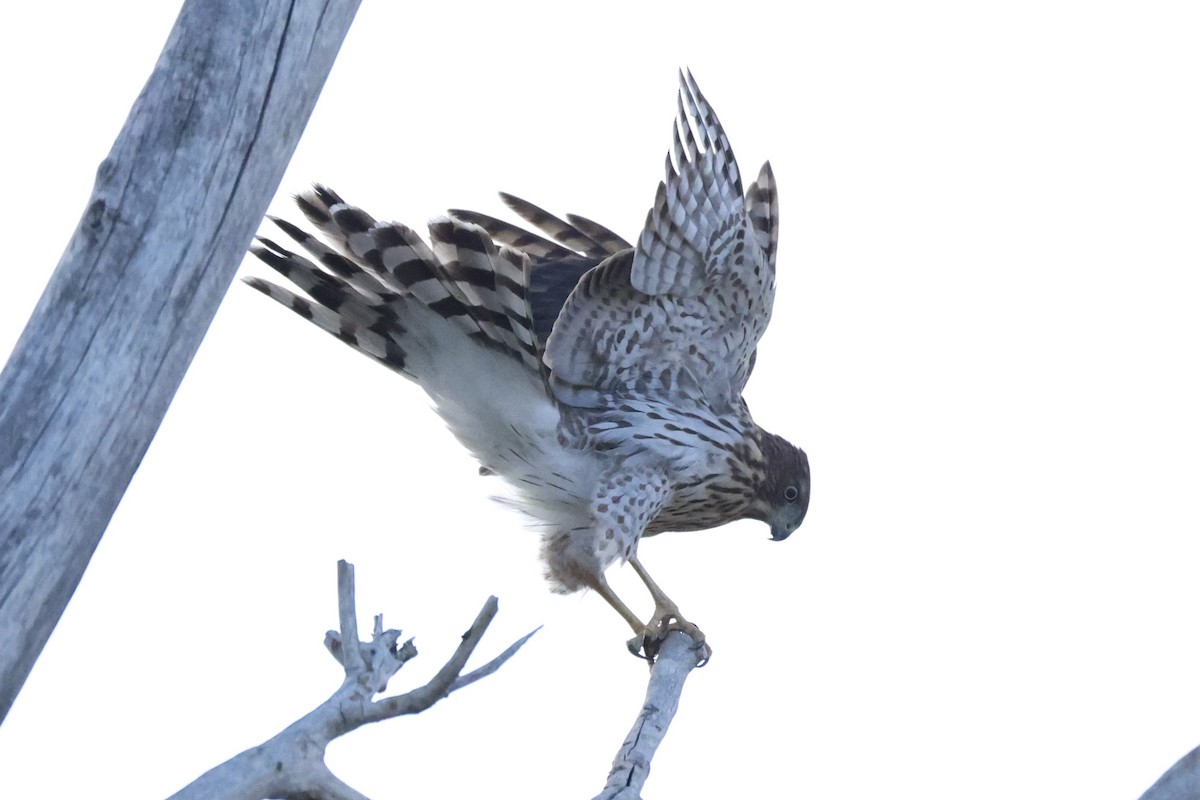 Cooper's Hawk - ML641804362