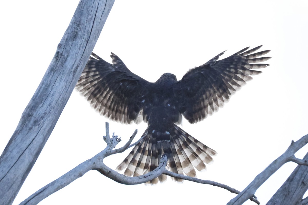 Cooper's Hawk - ML641804363