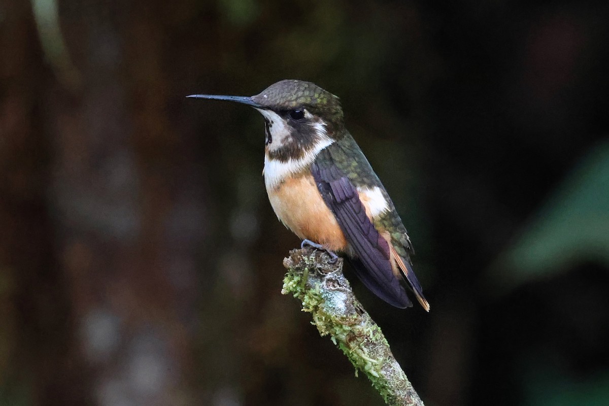 Purple-throated Woodstar - ML641804367