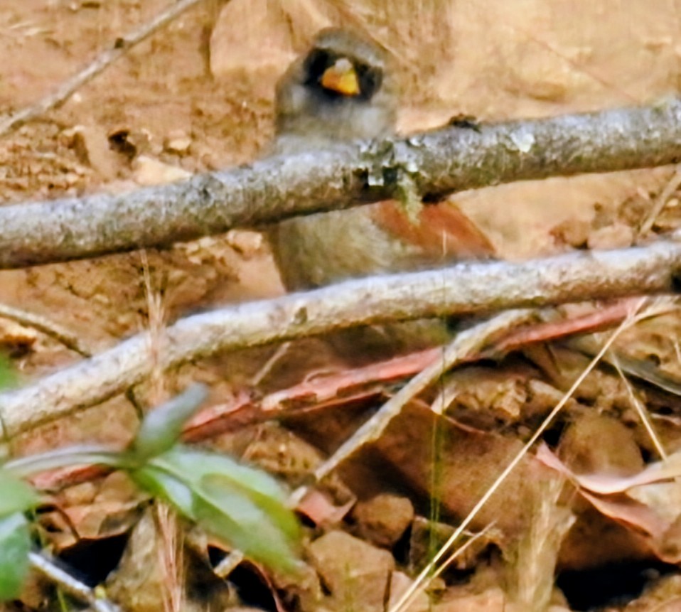 Rufous-backed Inca-Finch - ML641804388