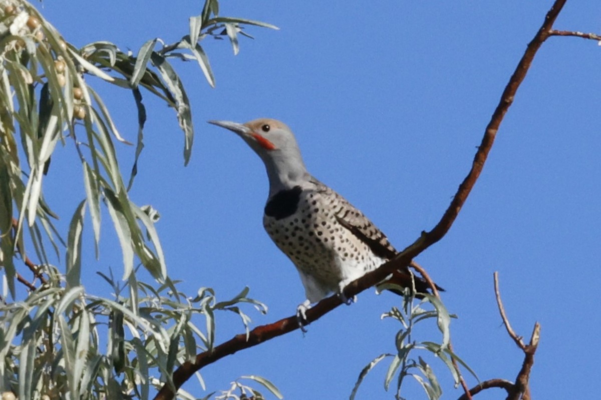 Northern Flicker - ML641804394
