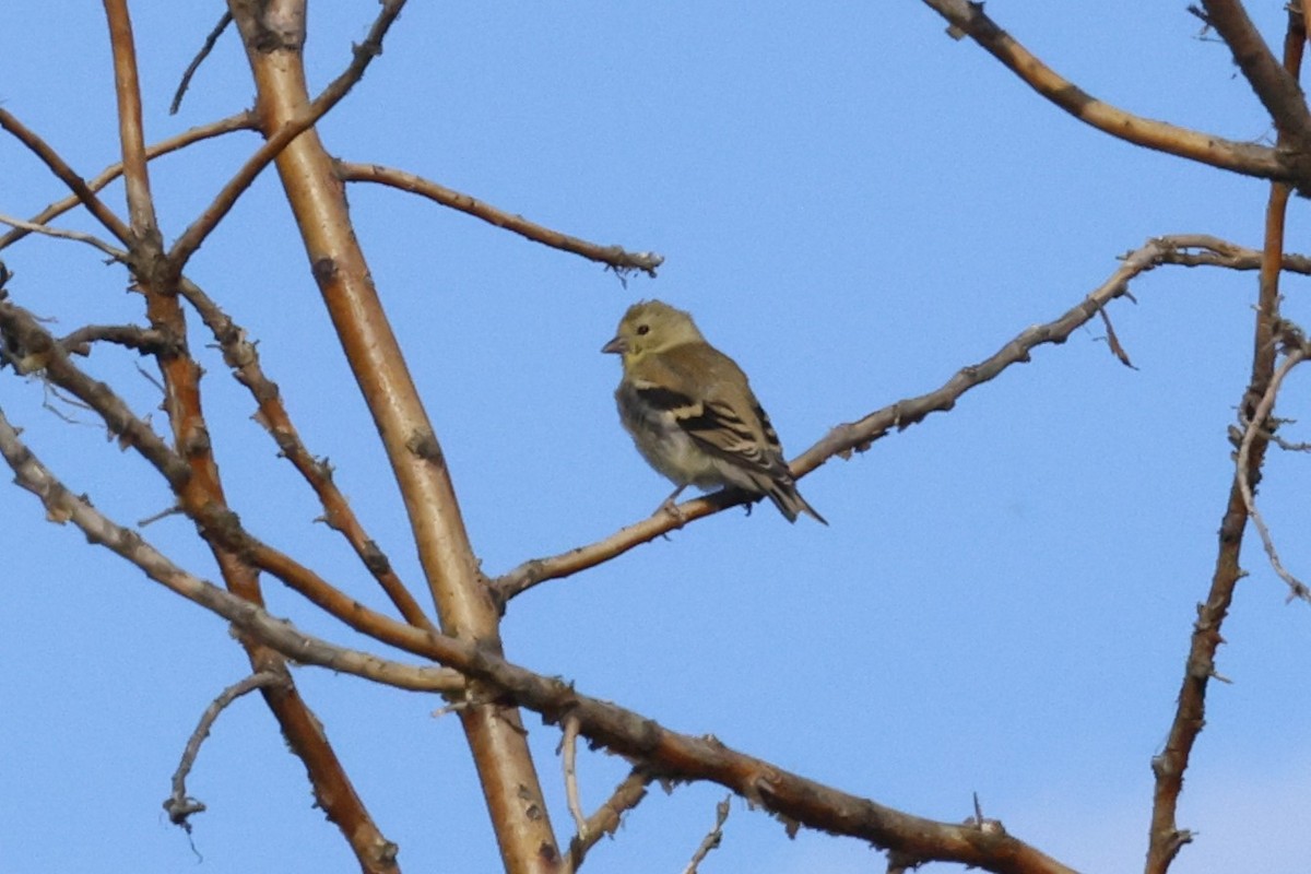 American Goldfinch - ML641804417