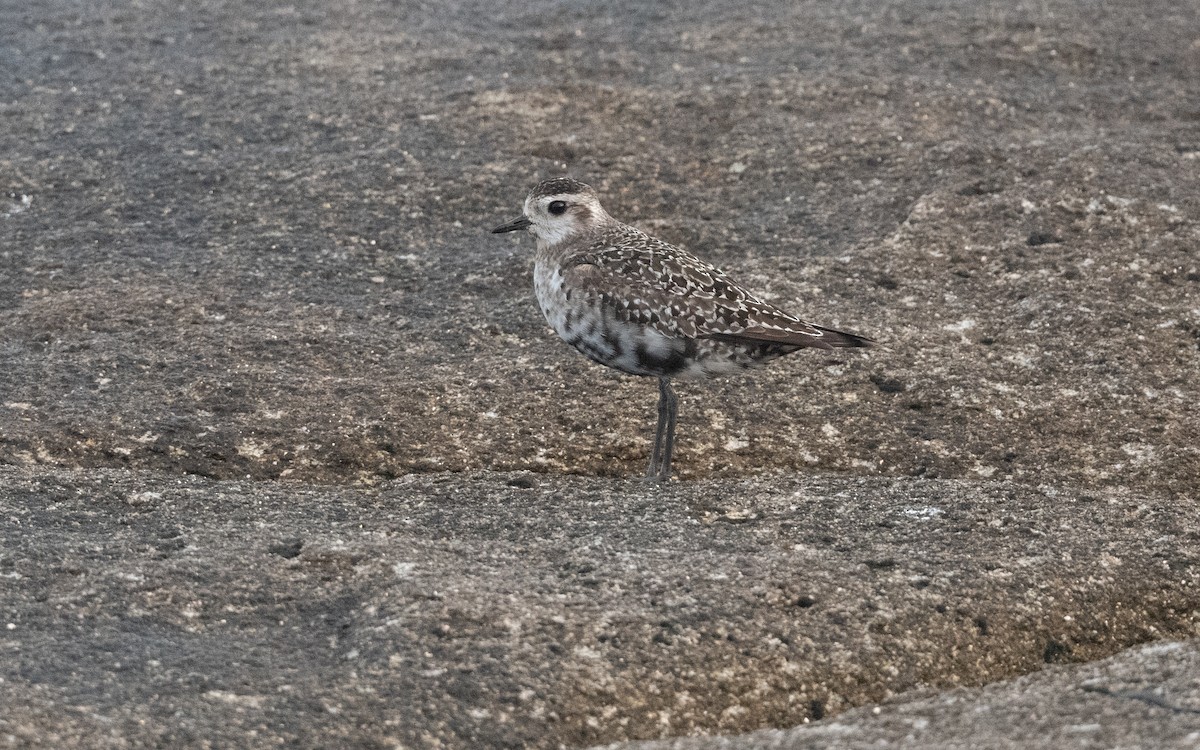 American Golden-Plover - ML641804420