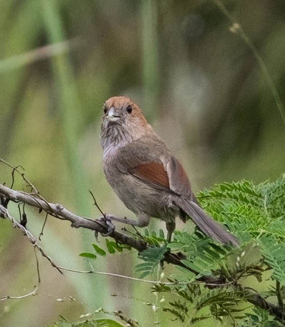 Vinous-throated Parrotbill - ML641804429