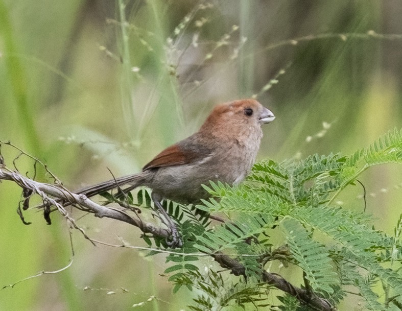 Vinous-throated Parrotbill - ML641804430