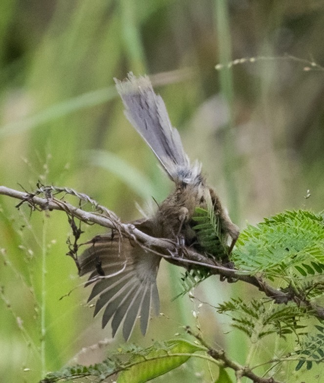 Vinous-throated Parrotbill - ML641804431