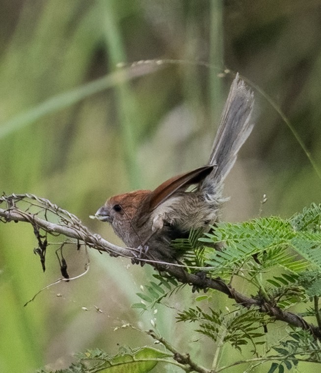 Vinous-throated Parrotbill - ML641804432