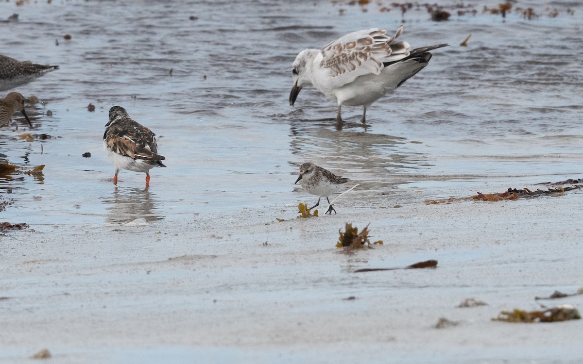 Semipalmated Sandpiper - ML641804445