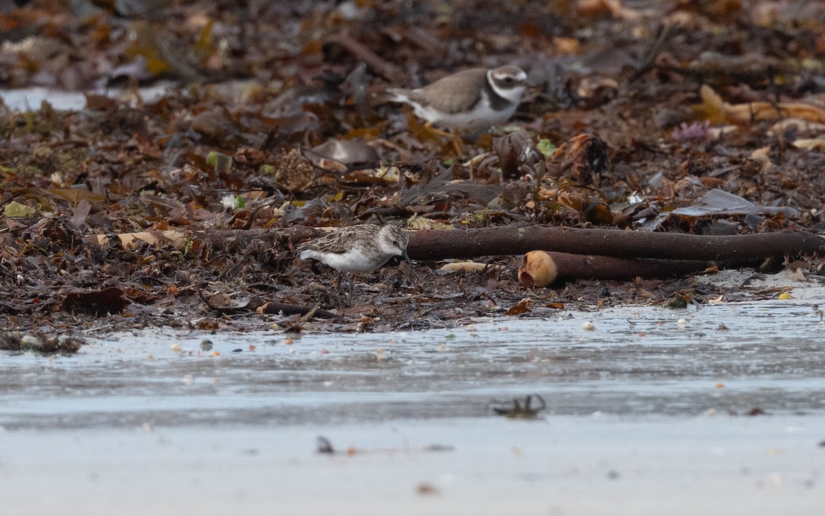 Semipalmated Sandpiper - ML641804446