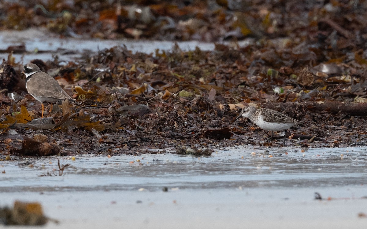 Semipalmated Sandpiper - ML641804447
