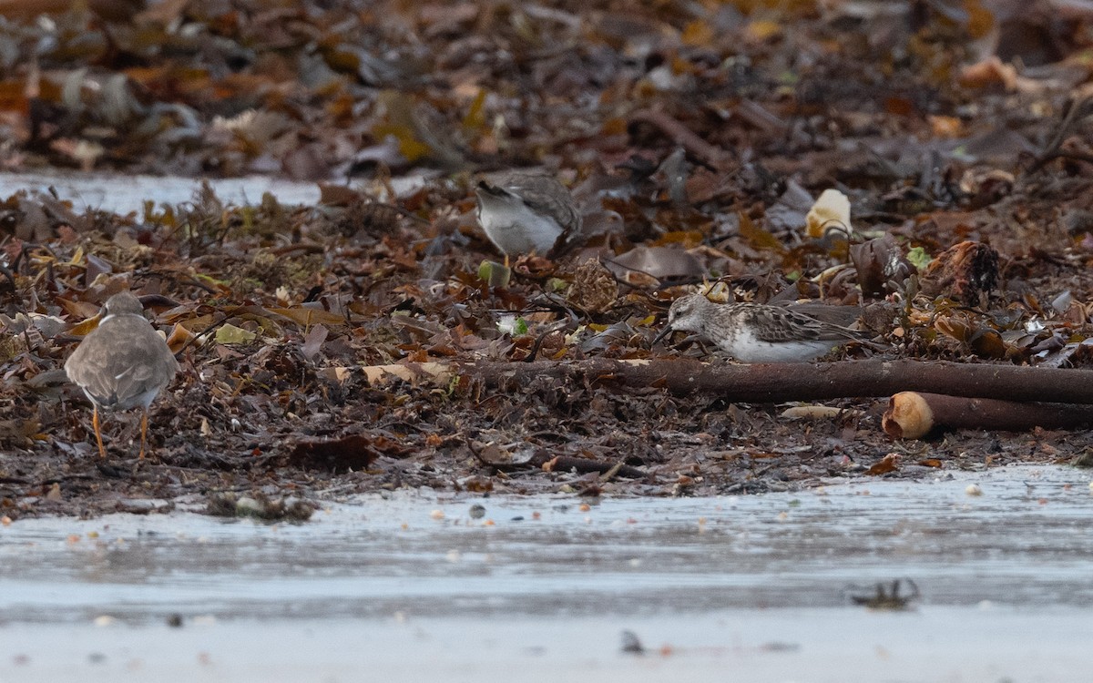 Semipalmated Sandpiper - ML641804448