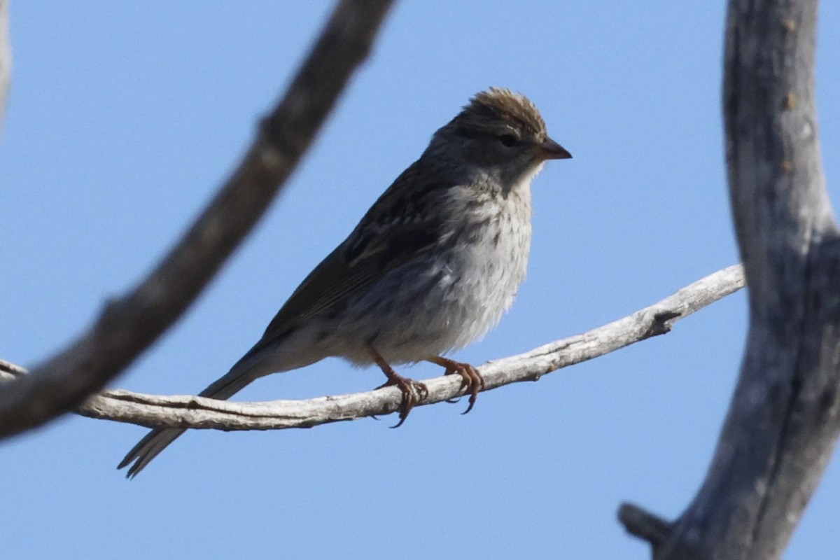 Chipping Sparrow - ML641804460