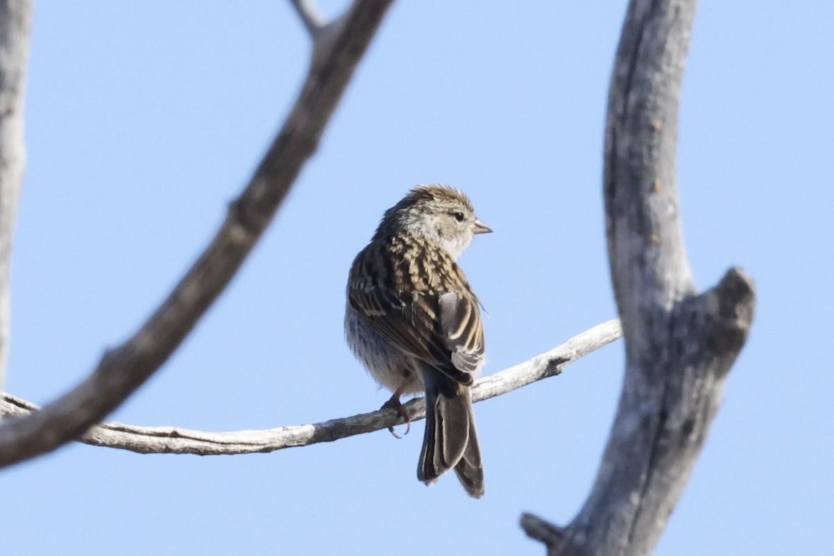 Chipping Sparrow - ML641804461