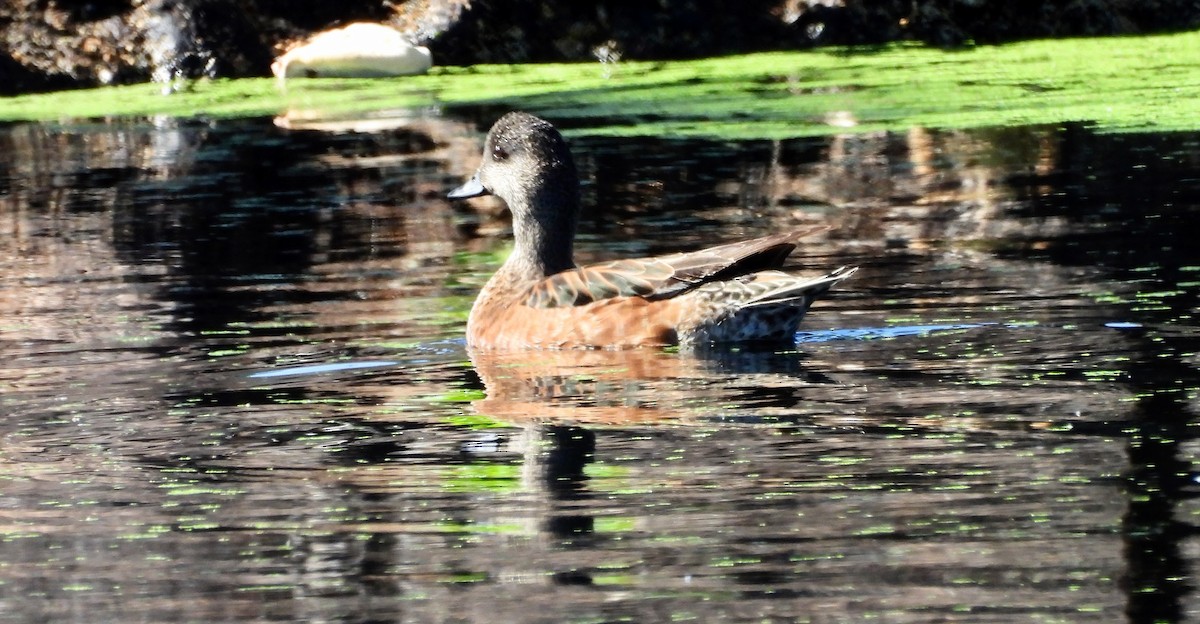 Canard d'Amérique - ML641804462