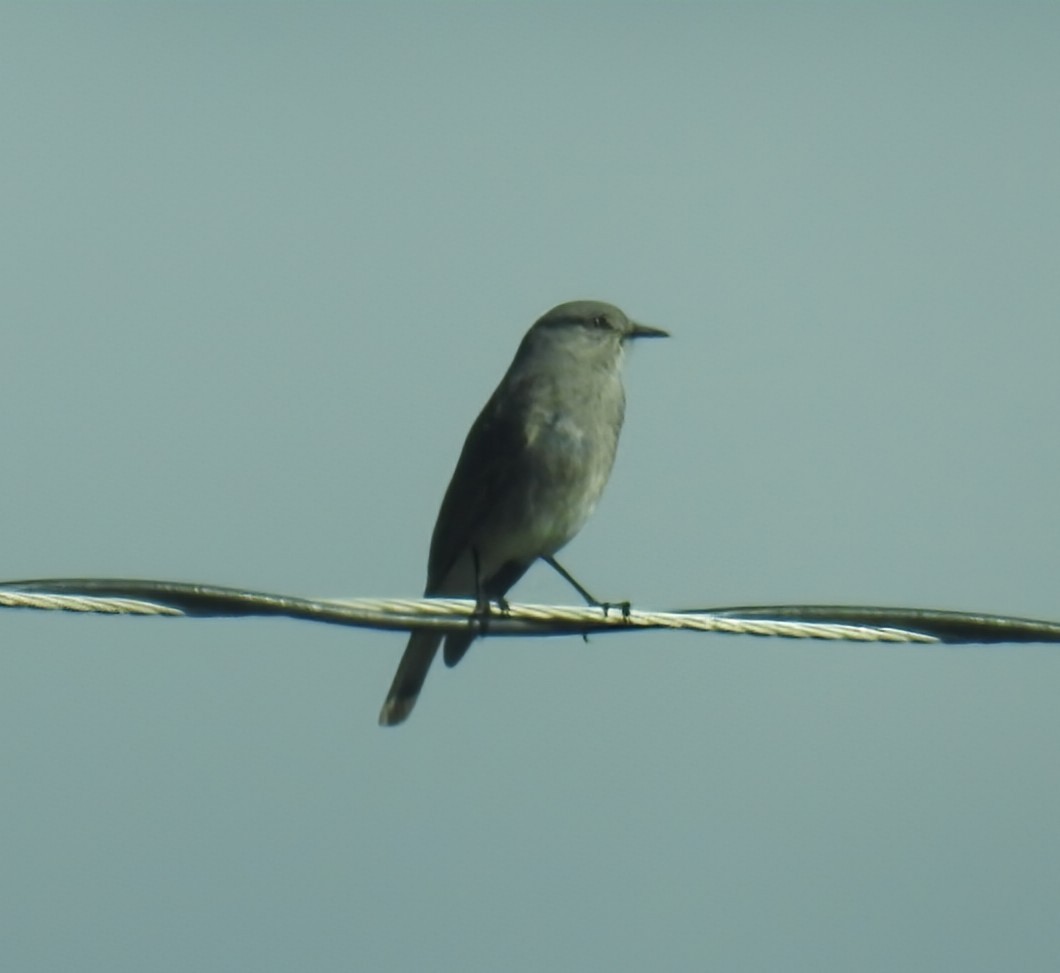 Rufous-webbed Bush-Tyrant - ML641804474
