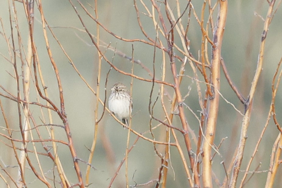 Vesper Sparrow - ML641804476