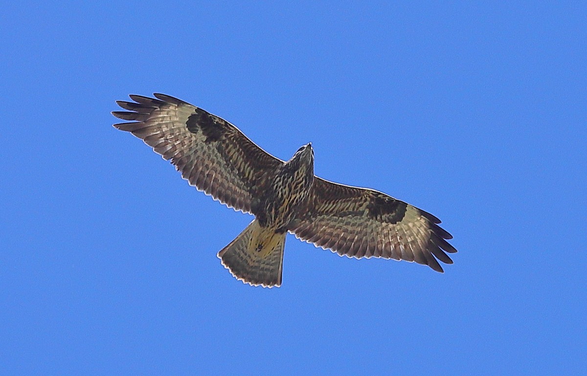 Канюк звичайний - ML641804481