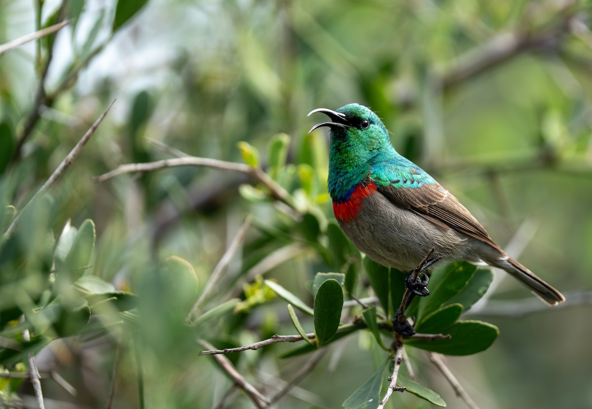 Southern Double-collared Sunbird - ML641804519