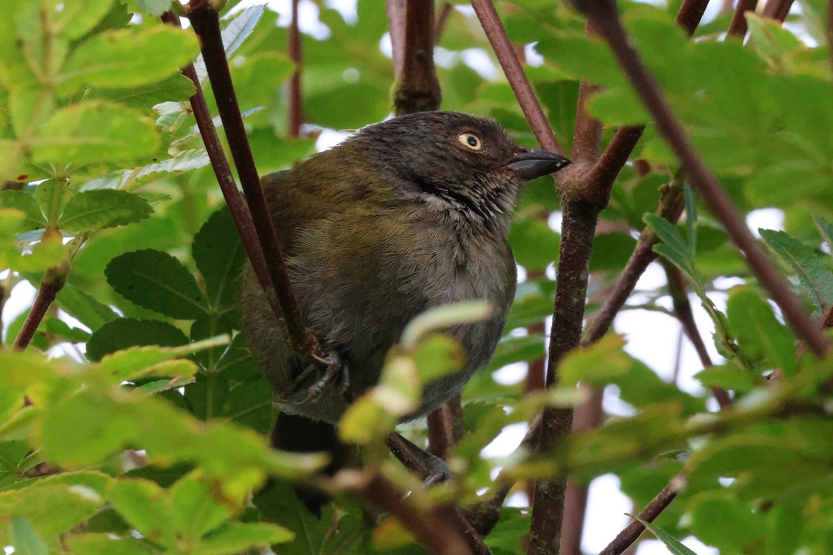 Dusky Chlorospingus - ML641804522