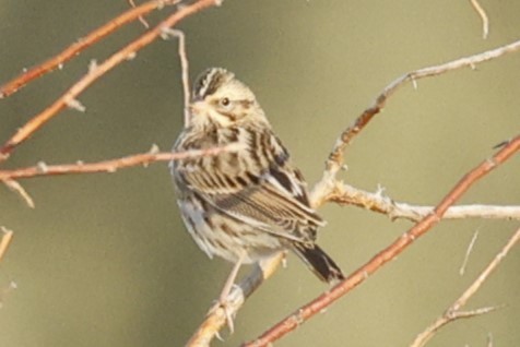 Savannah Sparrow - ML641804534