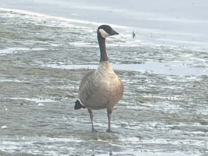 Cackling/Canada Goose - ML641804535