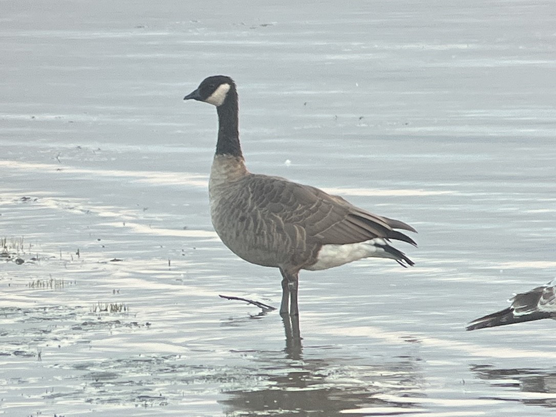 Cackling/Canada Goose - ML641804536